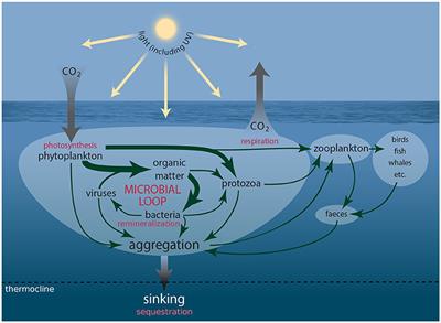 Frontiers | Southern Ocean Phytoplankton in a Changing Climate | Marine